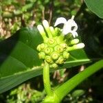 Morinda citrifolia 花