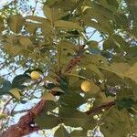 Ekebergia capensis Φρούτο
