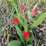 Tulipa undulatifolia Blüte