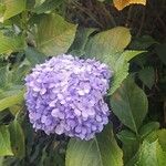 Hydrangea macrophyllaLorea