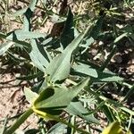 Euphorbia serrata Лист