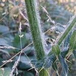 Cirsium eriophorum Kôra