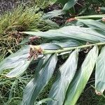 Hedychium gardnerianum Φύλλο