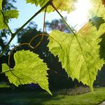 Vitis vulpina 叶