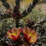 Cylindropuntia acanthocarpa Blüte