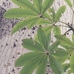 Ceiba pentandra Leaf