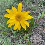 Wyethia angustifolia Fiore