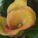 Zantedeschia albomaculata Flor