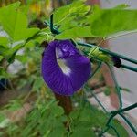 Clitoria ternatea Квітка