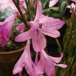 Watsonia borbonica Květ