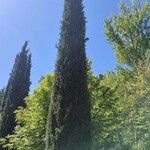 Cupressus sempervirensLeaf