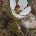 Ranunculus asiaticus Fiore