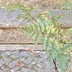 Dryopteris erythrosora 葉