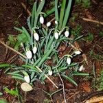 Galanthus plicatus ᱛᱟᱦᱮᱸ