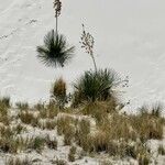 Yucca elata Blomst