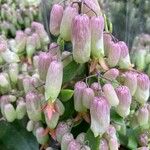 Kalanchoe miniata Flower