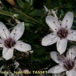 Arenaria purpurascens फूल