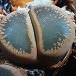 Lithops aucampiae 葉