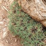 Astragalus balearicus Leaf