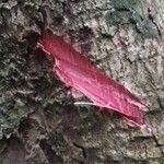 Entandrophragma angolense Bark