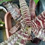 Cryptanthus zonatus Blad