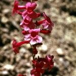 Penstemon utahensis 花