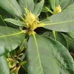 Rhododendron yakushimanum अन्य