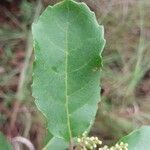 Maesa lanceolata Leaf