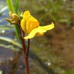 Utricularia australis Агульны выгляд