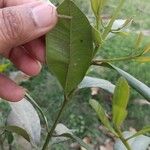 Pimenta dioica Leaf