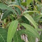 Cestrum elegans Feuille