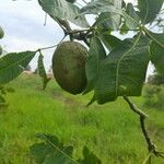 Pachira glabra Fruto