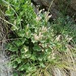 Silene cordifolia Fruit