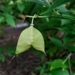 Staphylea bumalda Fruit