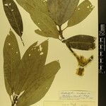 Daphniphyllum himalense Nyingine