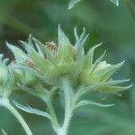 Potentilla valderia Flower