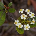 Baloghia drimiflora Blüte