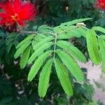 Calliandra tweediei Leaf