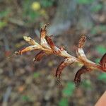 Epifagus virginiana Плод