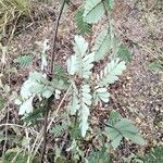 Entada leptostachya Leaf