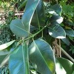 Ficus elastica Folha