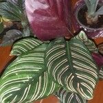 Calathea sanderiana Hoja
