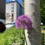 Allium giganteum ᱵᱟᱦᱟ