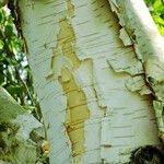 Betula utilis چھال