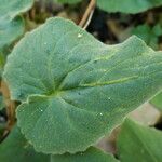 Doronicum pardalianches Leaf