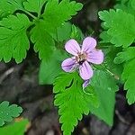 Geranium robertianum Flower
