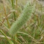 Trifolium angustifoliumBlodyn