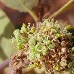 Boscia senegalensis Flower