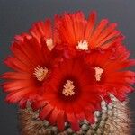 Parodia microsperma Flor