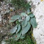 Hieracium phlomoides Habit